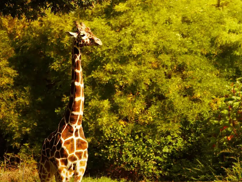 Giraffe at the Cape May Zoo