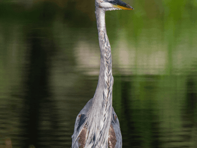 Bird at the Wetlands Institute in Stone Harbor