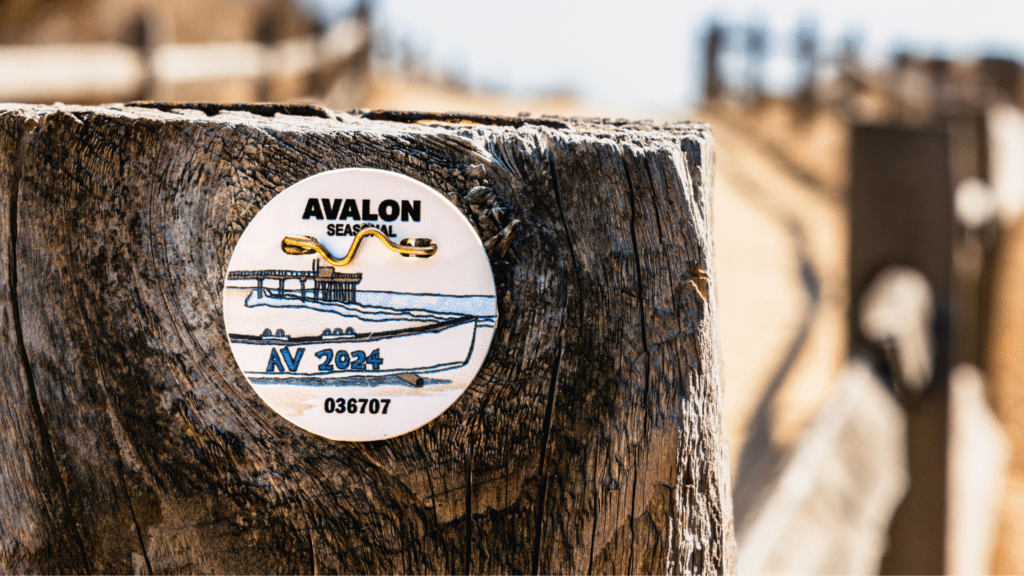 Avalon, NJ beach tag